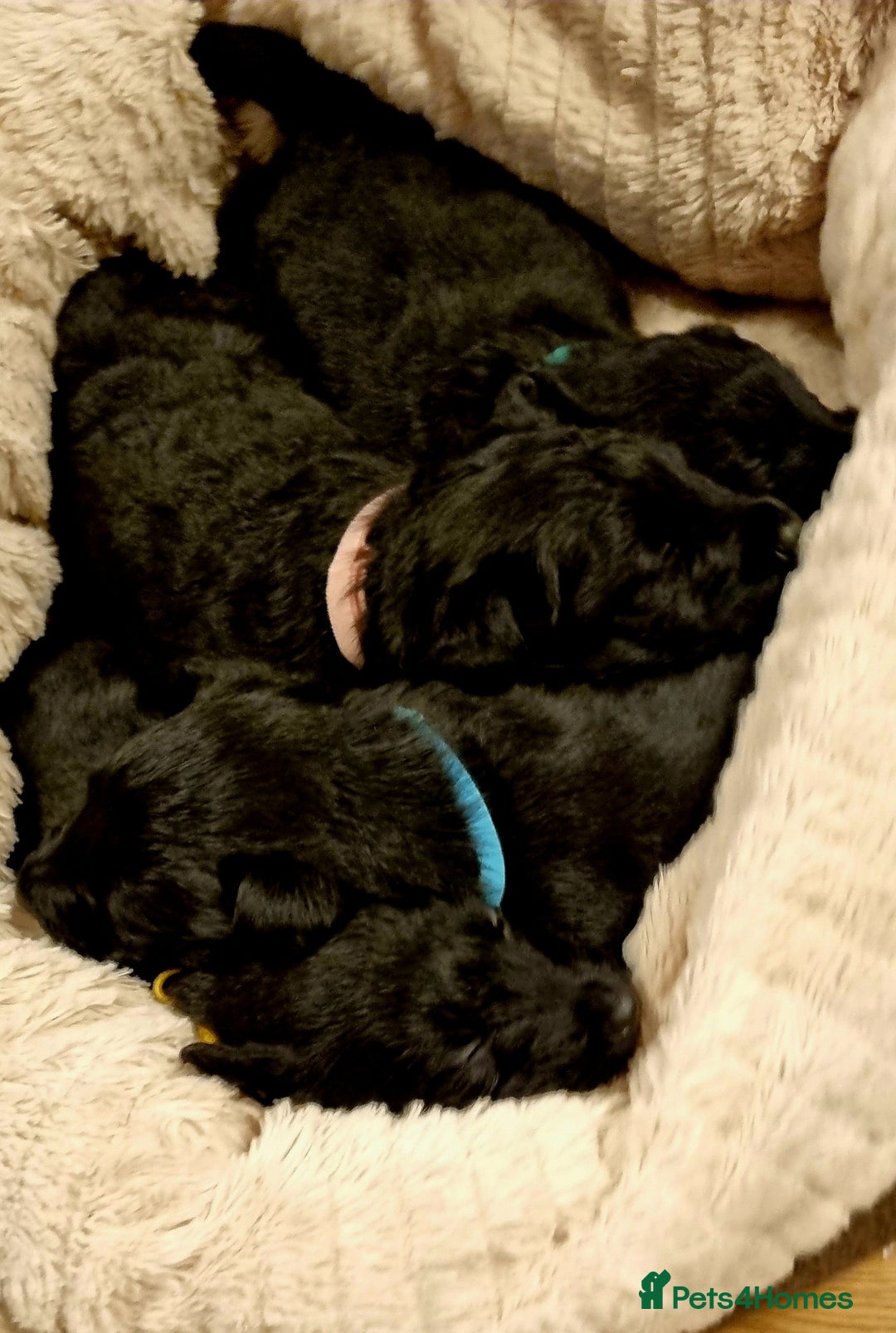 Scottish Terrier dogs for sale: puppies for sale - Advert 4