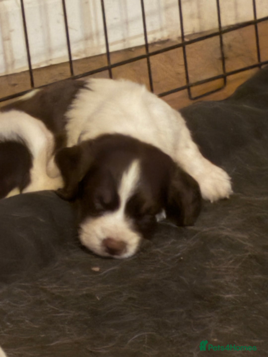 Sprocker dogs for sale: 8 glorious sprocker pups  - Image 3