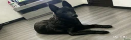 Belgian Shepherd Dog dogs for sale: Dutch Herder Pup in Durham - Advert 3