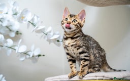 Bengal cats for sale: Top quality Bengal Girl- TICA reg.- AVAILABLE NOW - Advert 5