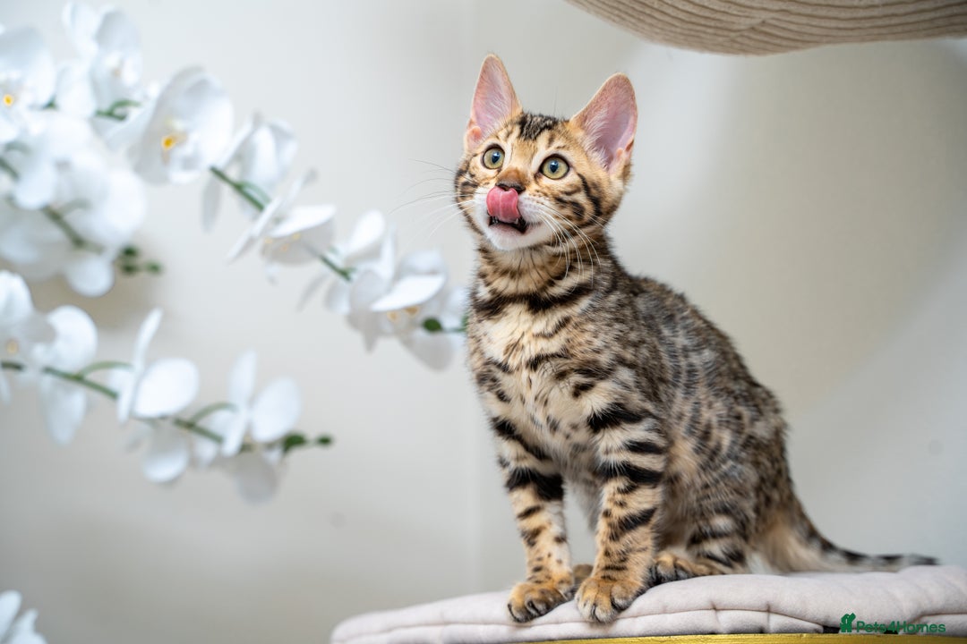 Bengal cats for sale: Top quality Bengal Girl- TICA reg.- AVAILABLE NOW - Advert 5