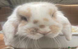 Mini Lop rabbits for sale: S’mores 7 months old mini lop  - Image 1