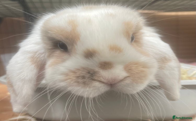 Mini Lop rabbits - Advert 12