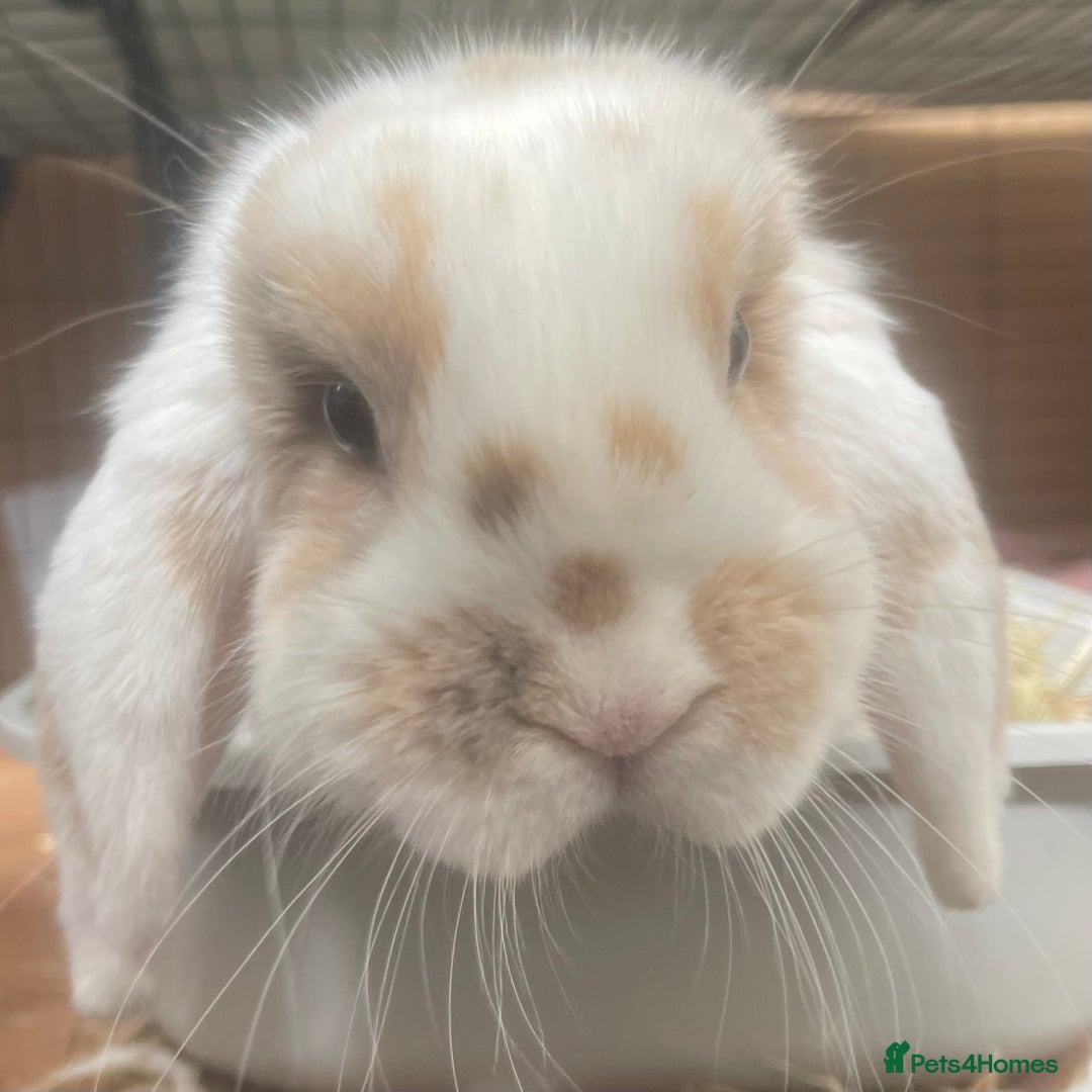 Mini Lop rabbits for sale: S’mores 7 months old mini lop  - Image 1