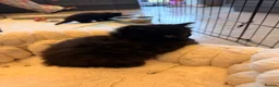 Mixed Breed cats for sale: ✨🐾 1 Boy Left! - Adorable Fluffy Black Kittens! - Advert 5