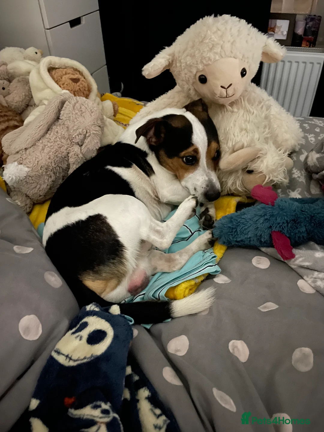 Jack Russell dogs for stud: Jack Russell for stud - Advert 8