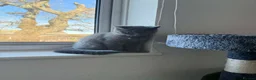 British Shorthair cats for sale: British shorthair  in New Milton - Advert 3