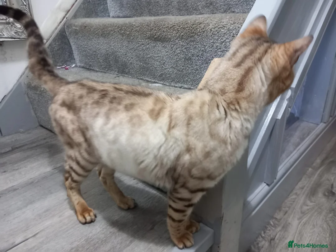 Bengal cats for sale: Bengal snow boy - Advert 3