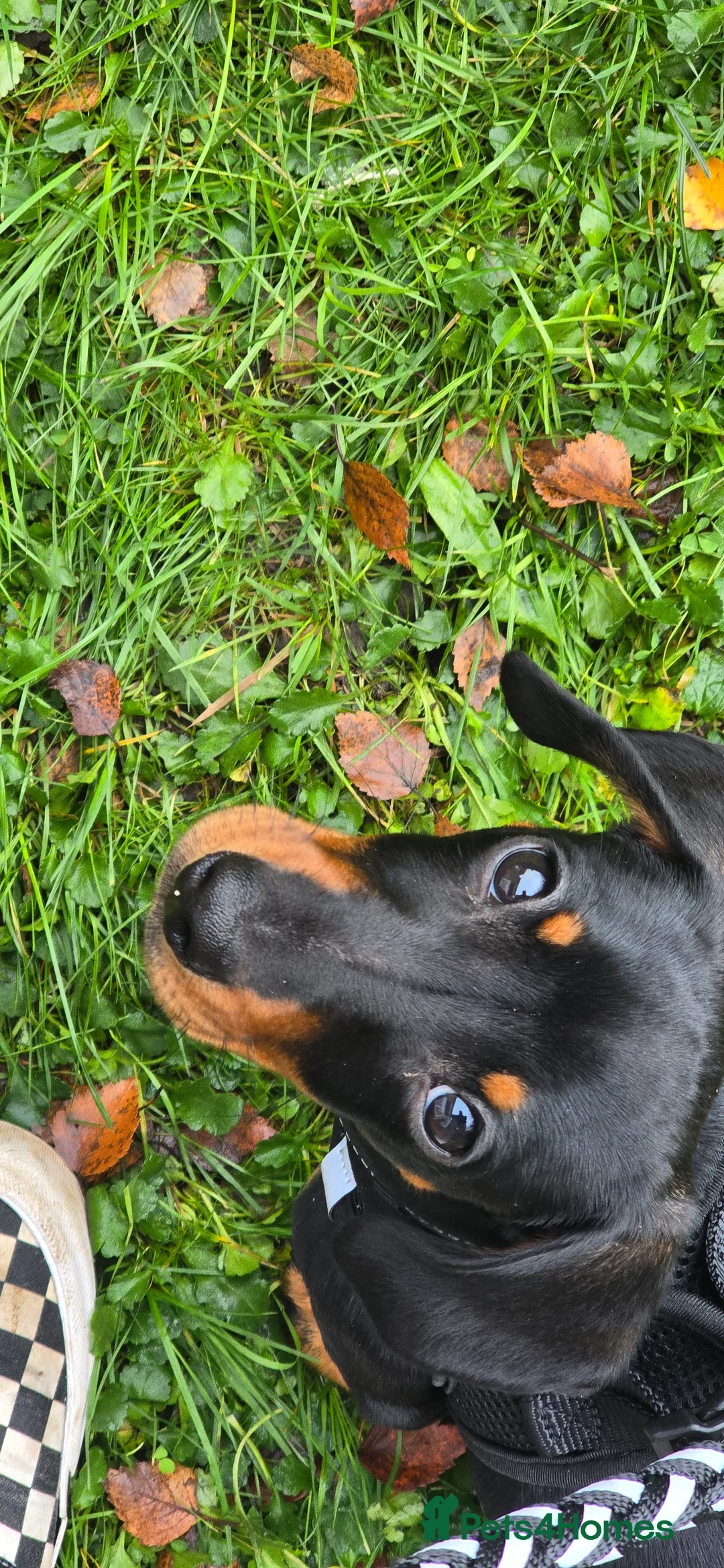Dachshund dogs for sale: Dachsund 6month Old Puppy in Wimborne - Advert 5