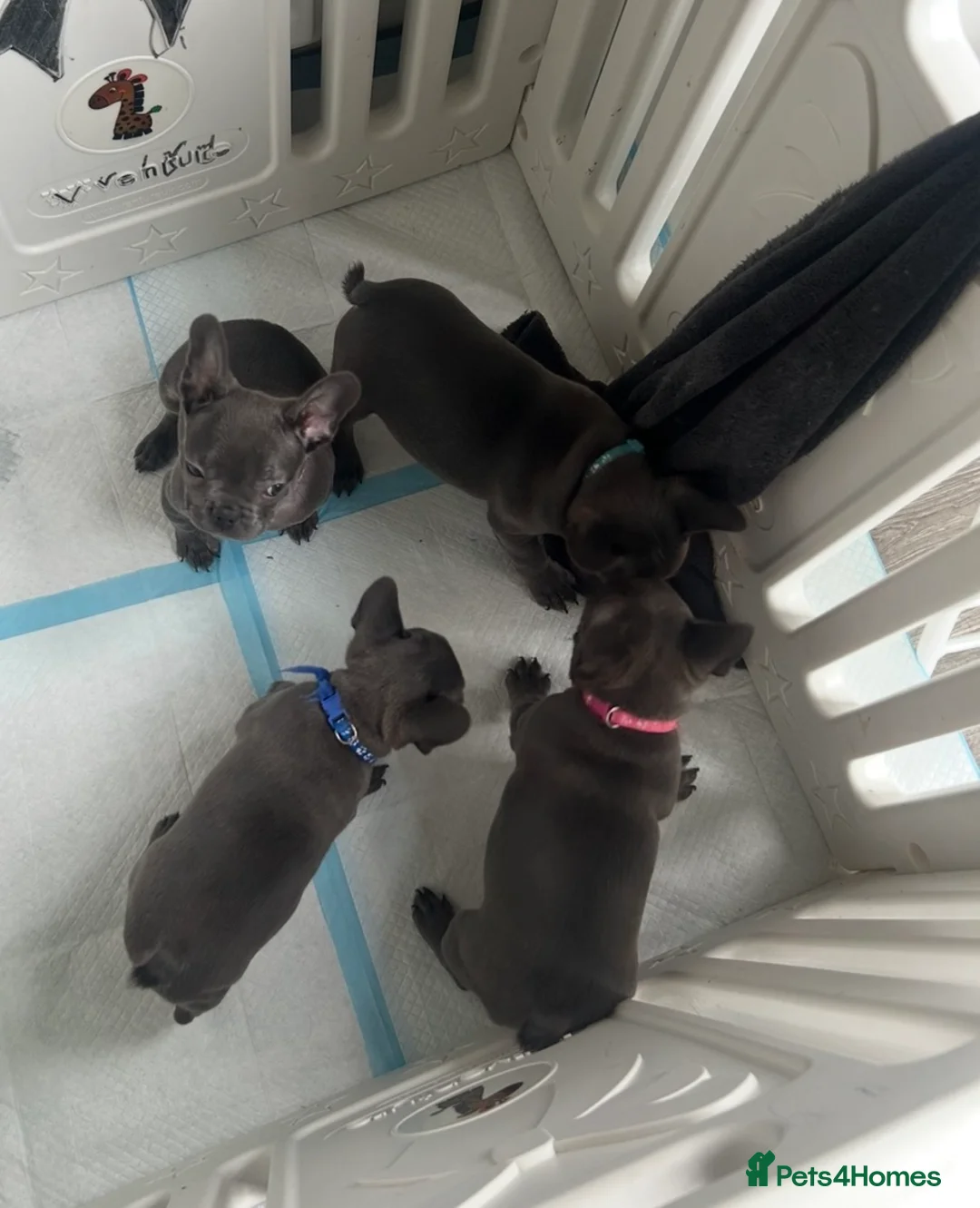 French Bulldog dogs for sale: 10 Week Old French Bulldogs For Sale.  in Colchester - Advert 8