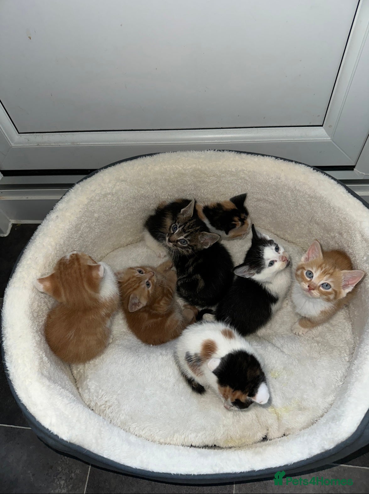 Mixed Breed cats Cute kittens now for sale!!! - Advert 1