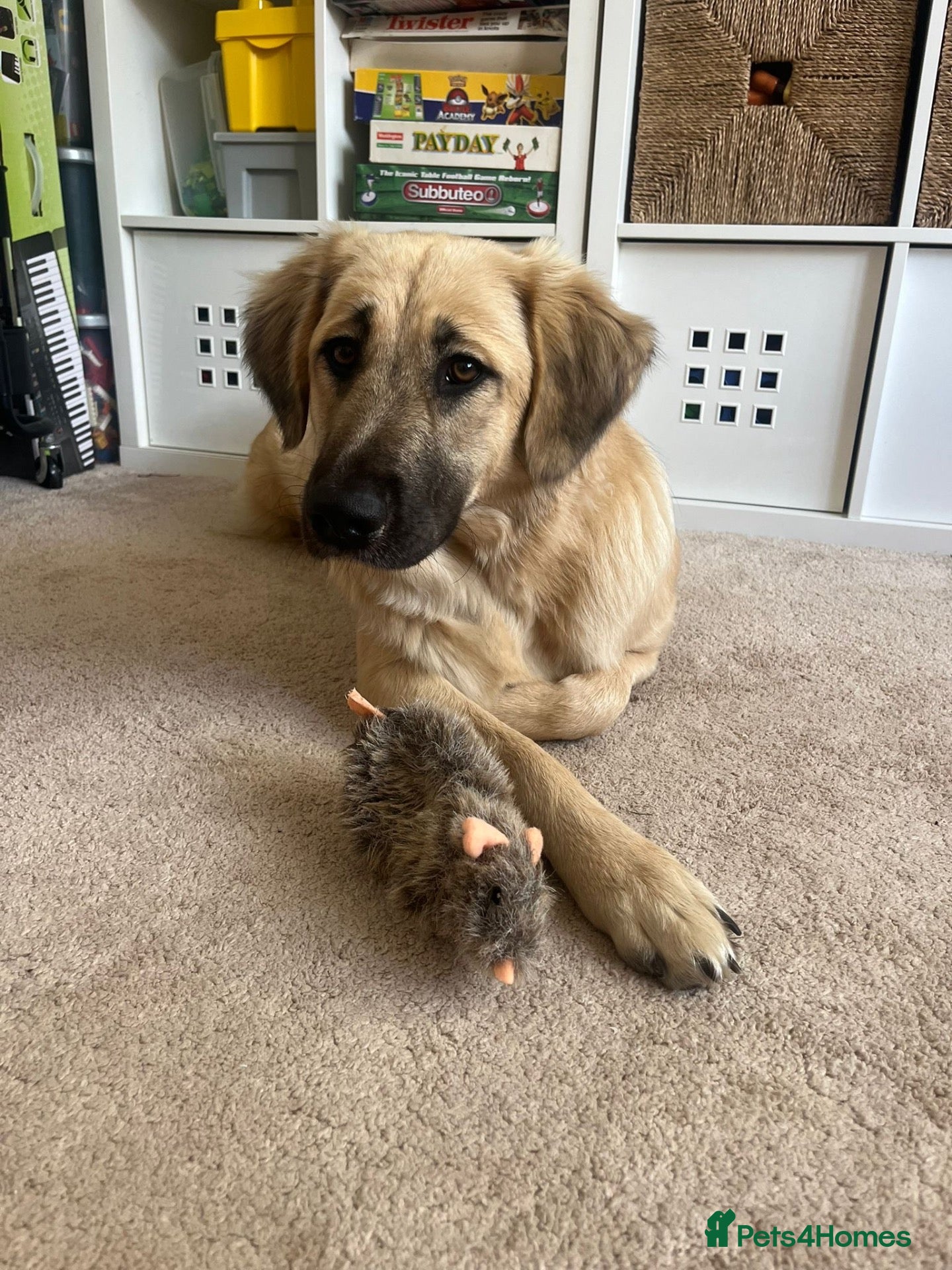Mixed Breed dogs for sale: Dog for sale - Advert 4
