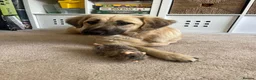 Mixed Breed dogs for sale: Dog for sale in Lee-on-the-Solent - Advert 1
