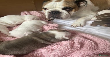 English Bulldog dogs - Advert 8