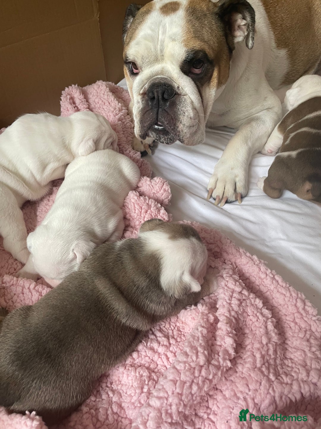 English Bulldog dogs for sale: 4 KC English Bulldog Puppies  - Image 2