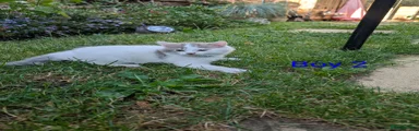 Siberian 2