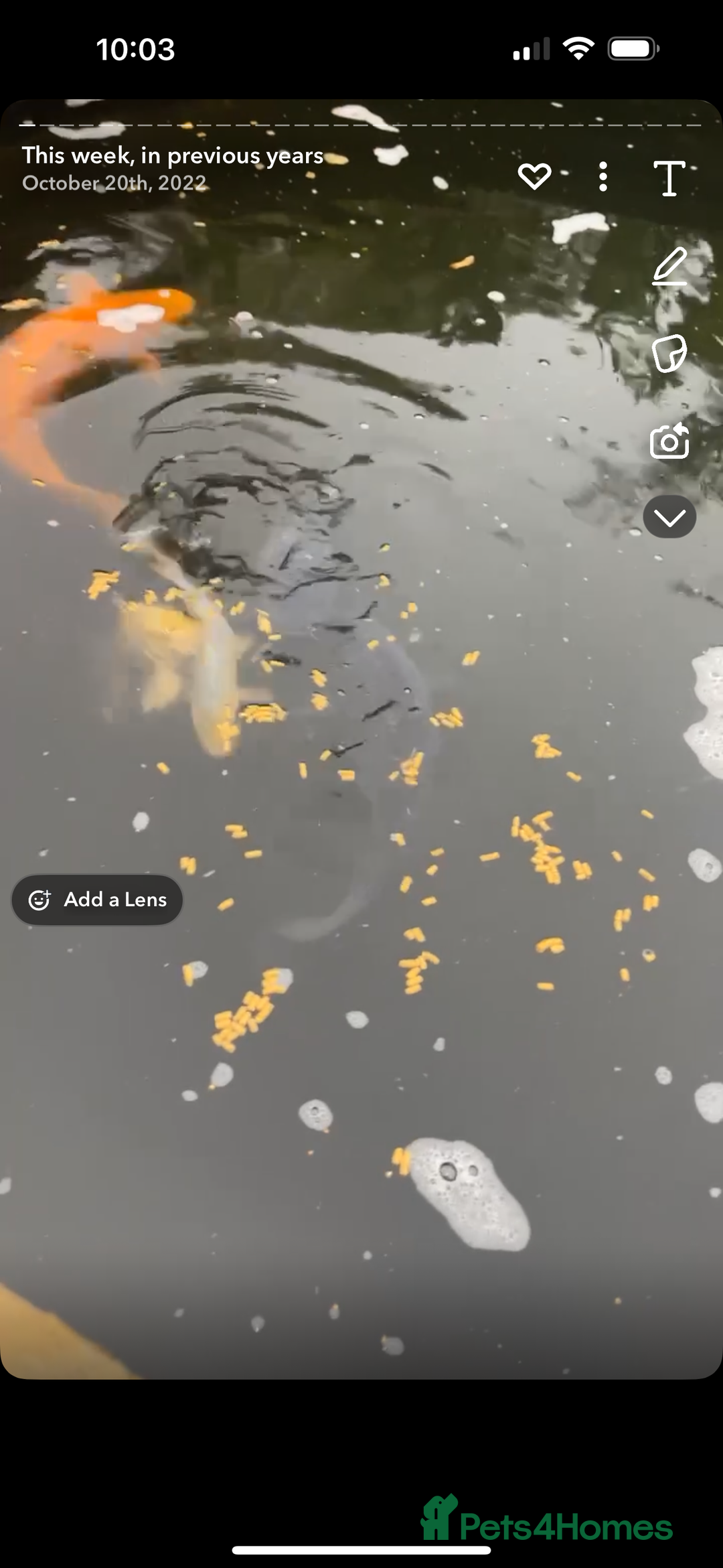 Koi Carp fish for sale: Koi carp  - Advert 5