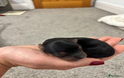 Yorkshire Terrier dogs for sale: ✨ Adorable Yorkshire Terrier Puppies  - Image 3