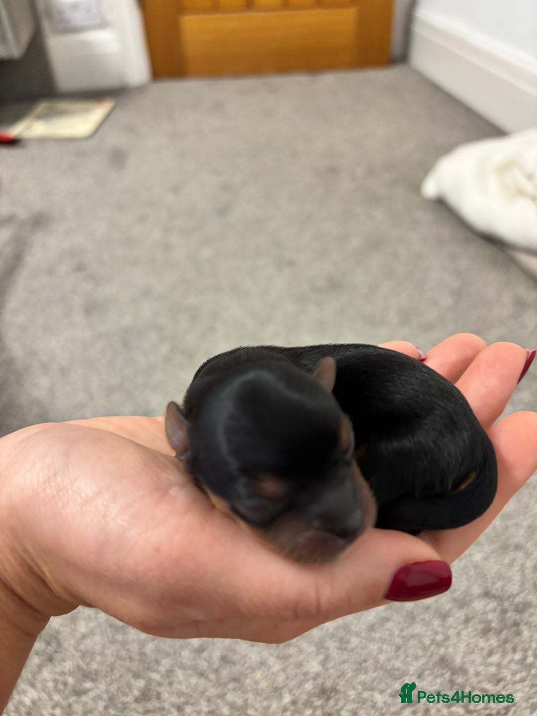 Yorkshire Terrier dogs for sale: ✨ Adorable Yorkshire Terrier Puppies  - Image 3