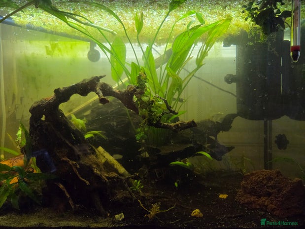 Swordtails fish - Advert 9