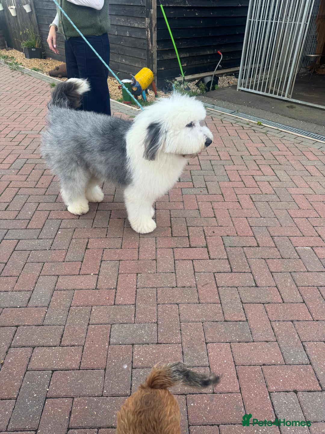 Old English Sheepdog dogs for stud: Handsome herbie for stud 🐾 - Image 3