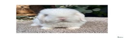Mini Lop rabbits for sale: Hobby breeder of mini lops bunnies  in Loughborough - Advert 7