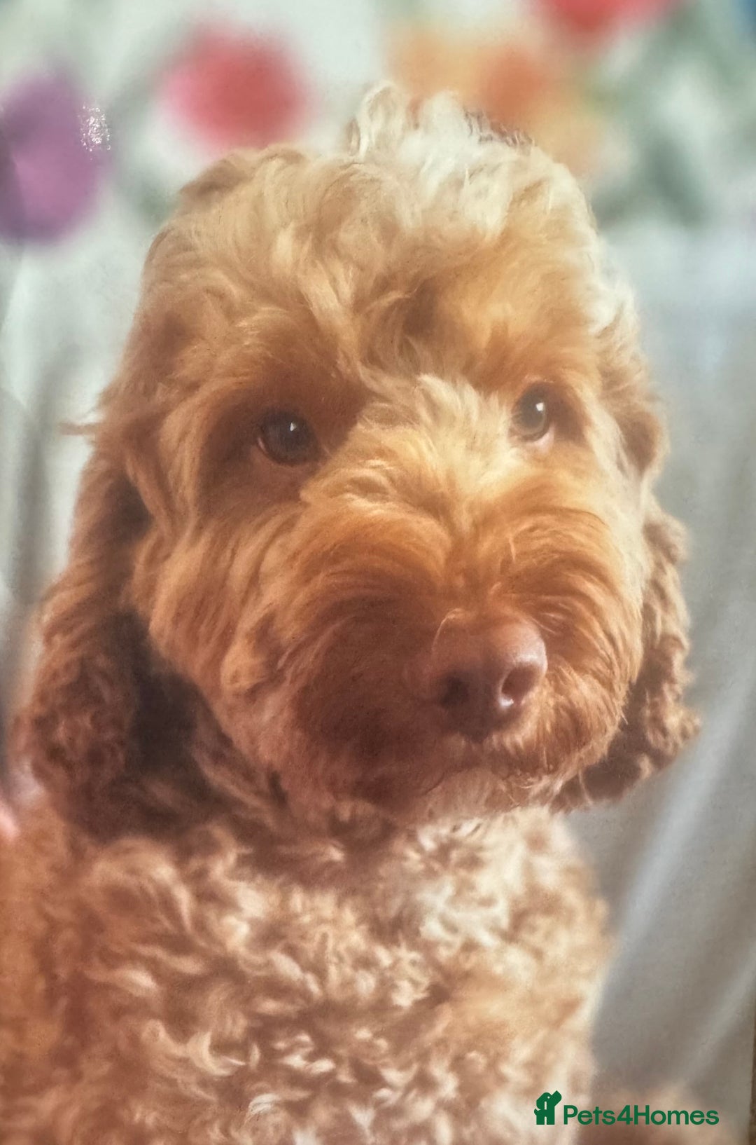 Cockapoo dogs for sale: Cockapoo pups ready 24th Dec healthtested parents  - Advert 8