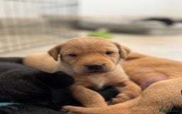 Labrador Retriever dogs for sale: Stunning Well Breed Black/Fox Red Puppies For Sale - Image 10