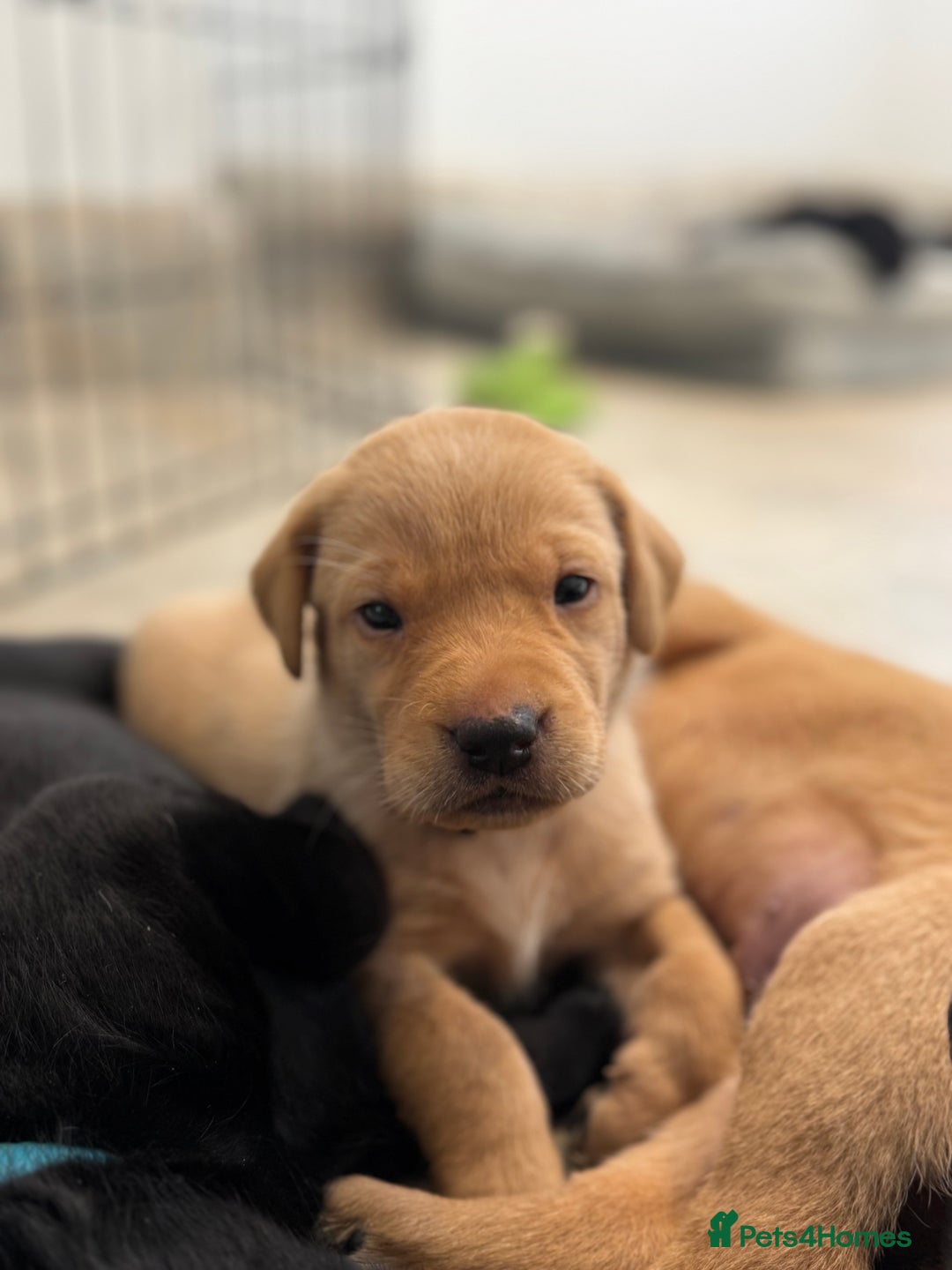 Labrador Retriever dogs for sale: Stunning Well Breed Black/Fox Red Puppies For Sale - Image 10