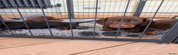 Miniature Dachshund dogs for sale: Beautiful KC registered miniature dachshunds - Advert 27