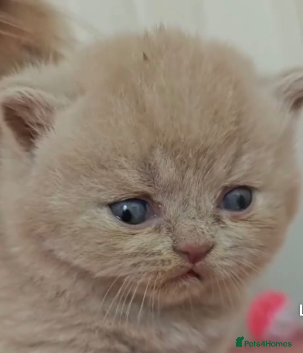 Persian cats Persian cross british short hair kittens  - Advert 18