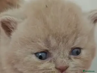 Persian cats Persian cross british short hair kittens - Advert 18