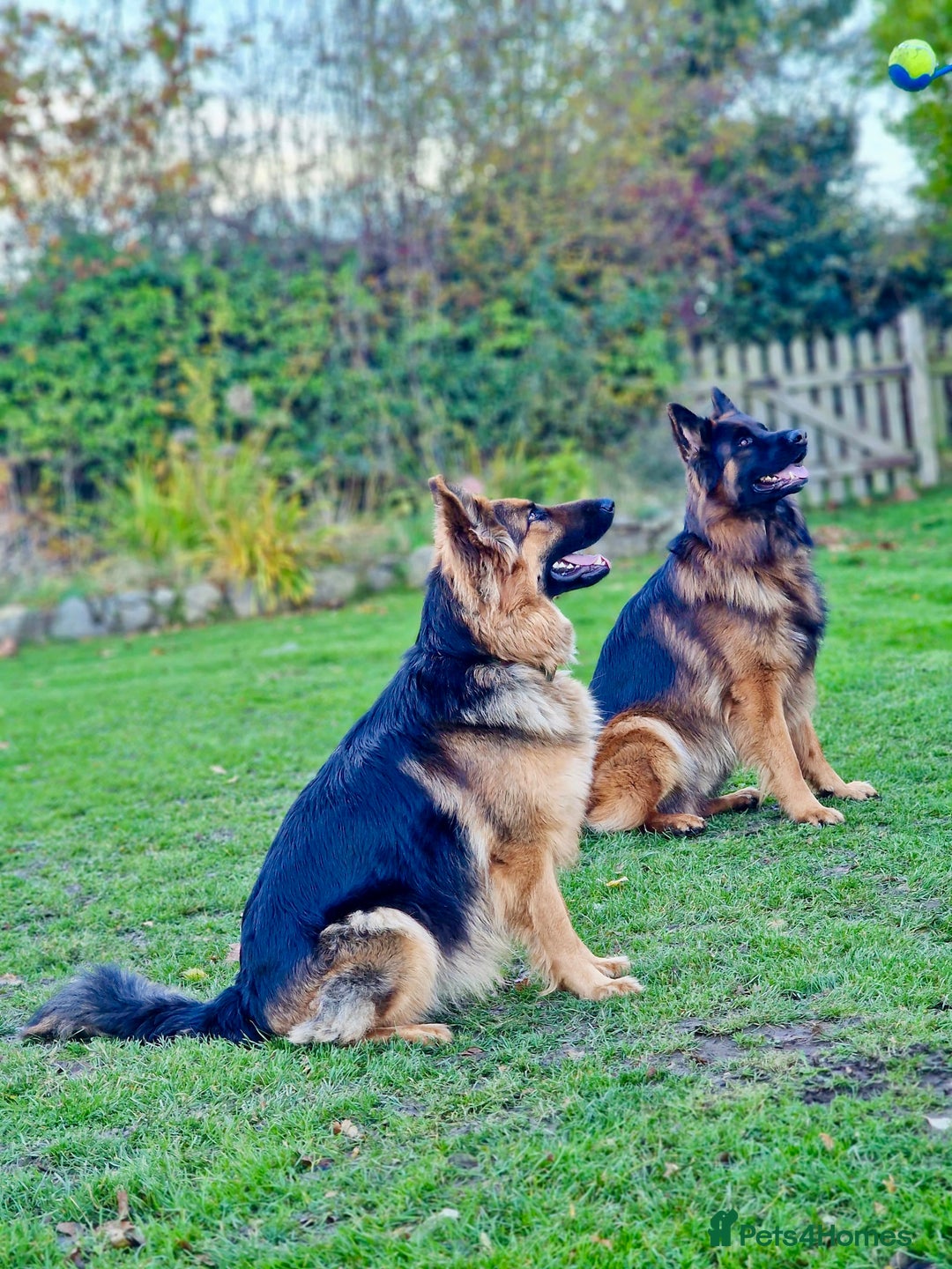 German Shepherd dogs for sale: Puppies - Long hair/Straight back German Shepherd - Advert 19