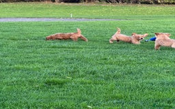 Golden Retriever dogs for sale: KC Registered Golden Retriever Puppies - Image 9