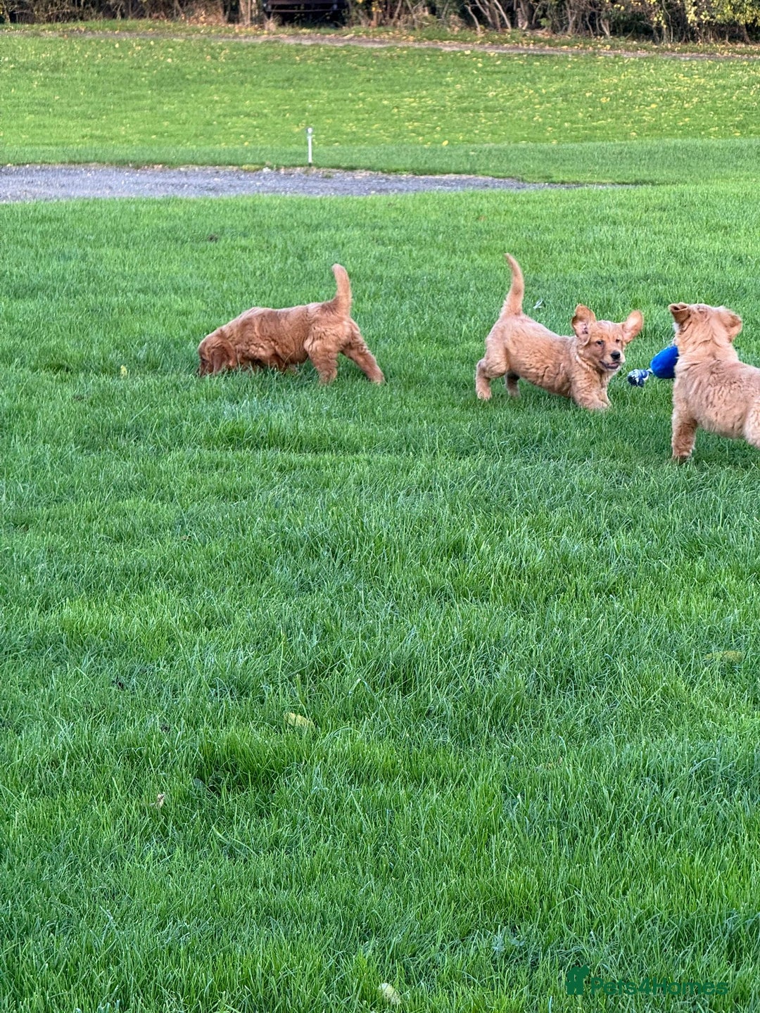 Golden Retriever dogs for sale: KC Registered Golden Retriever Puppies - Image 9