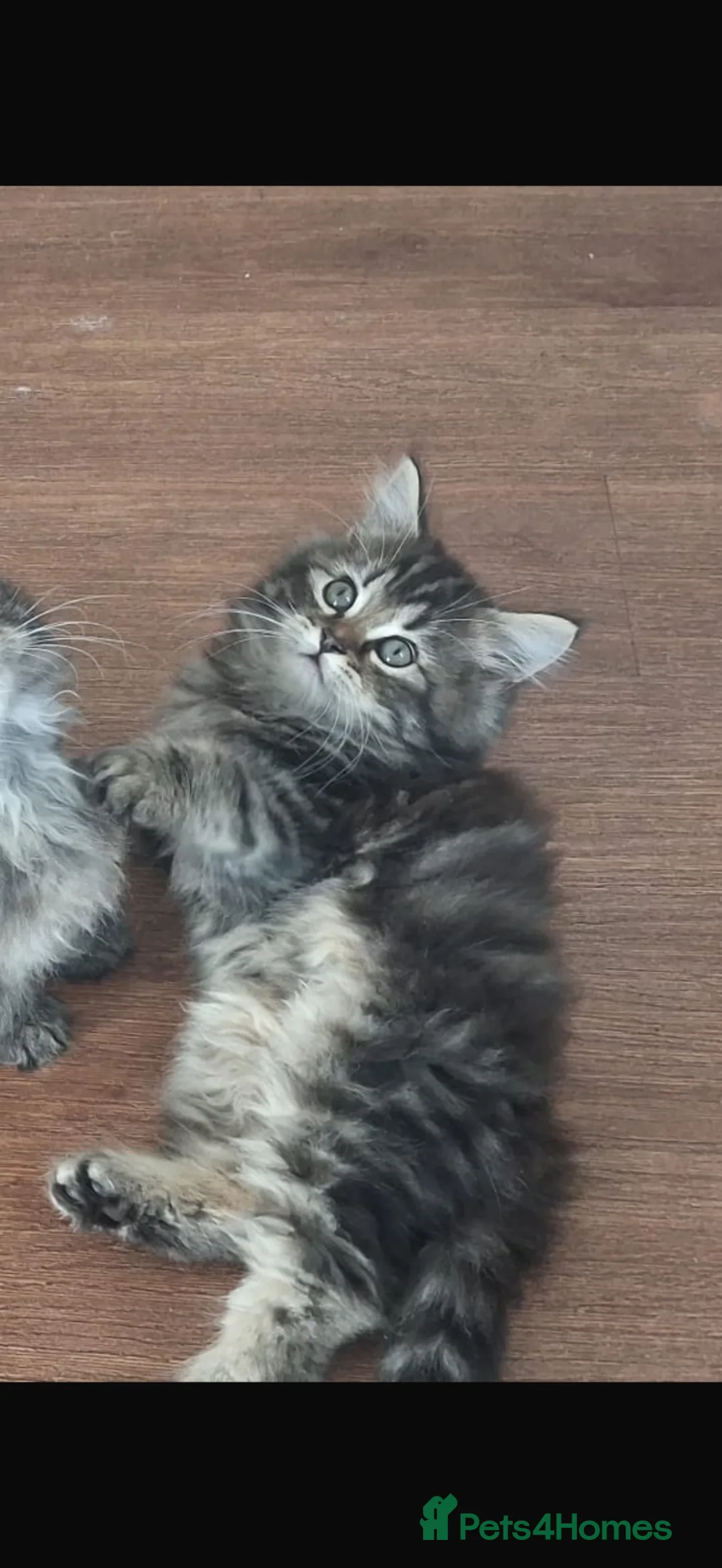 Turkish Angora cats for sale: Fluffy long hair kitten in Solihull - Advert 2