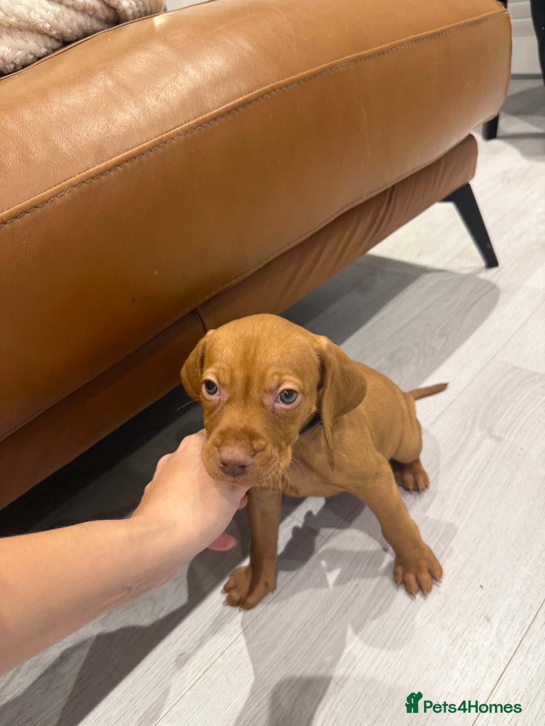 Hungarian Vizsla dogs for sale: Hungarian Vizsla Puppies – Prime Pedigree - Advert 4