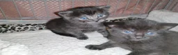 Domestic Shorthair cats for sale: 3 adorable kittens for sale  - Advert 18