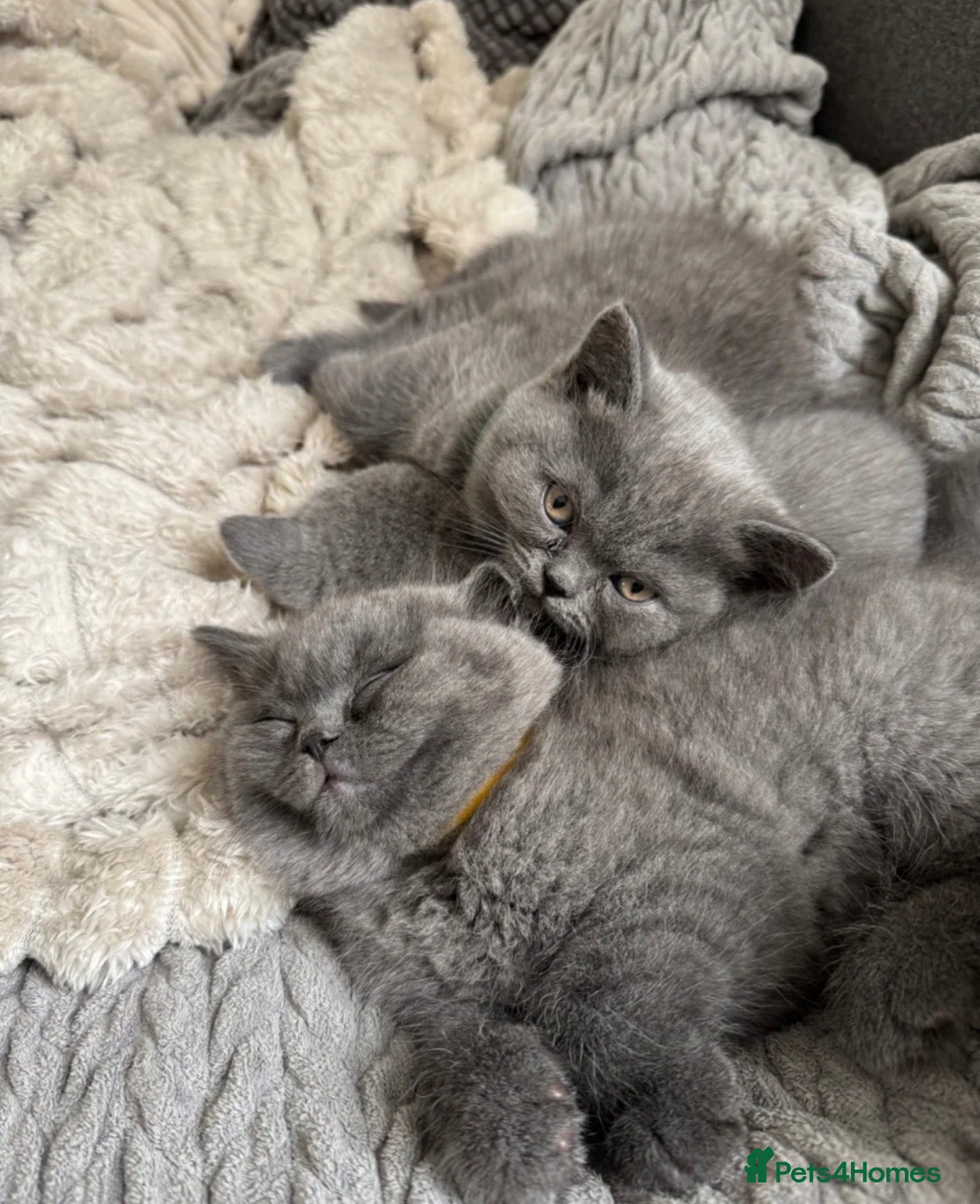 British Shorthair cats Beautiful British Shorthair Kittens  - Advert 1