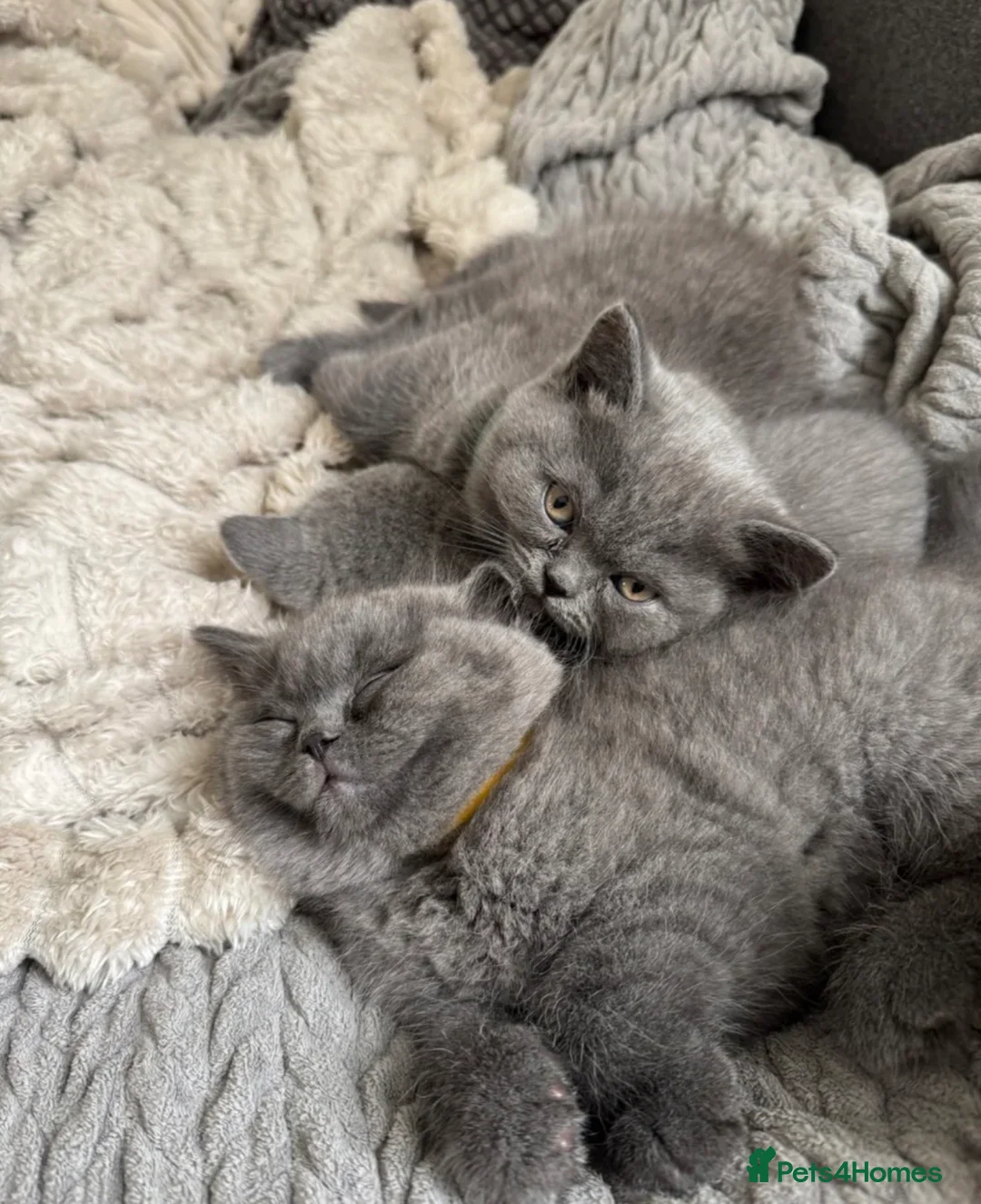 British Shorthair cats for sale: Beautiful British Shorthair Kittens  in Coventry - Advert 1