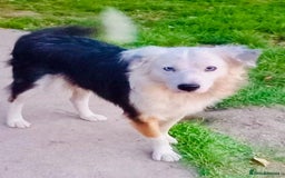 Mixed Breed dogs for adoption: BLUE3 - a lovely boy for a Loving Home - Image 1