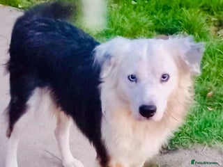 Mixed Breed dogs - Advert 1