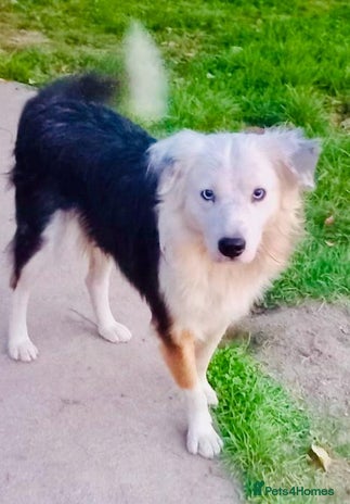 Mixed Breed dogs - Advert 15