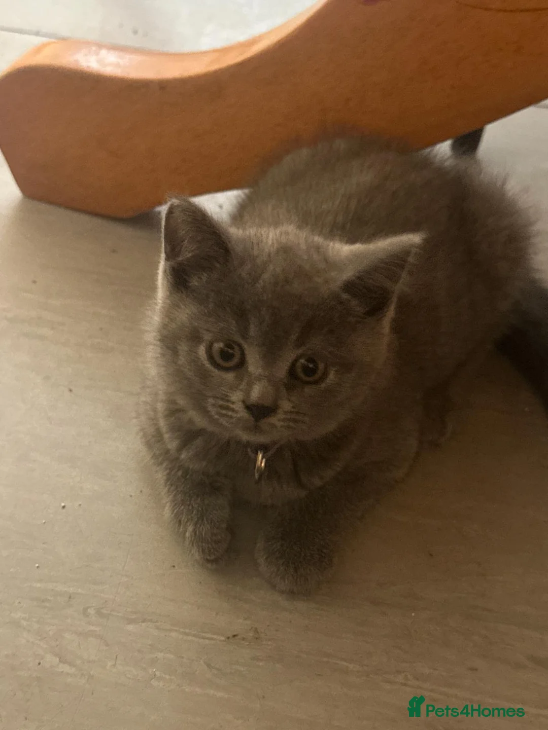 British Shorthair cats for sale: Brithish shorthair kittens ready to go  - Advert 2