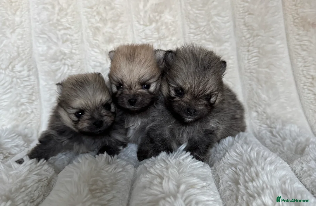 Pomeranian dogs for stud: MICRO Size Champion lines Orange Pomeranian - Advert 2