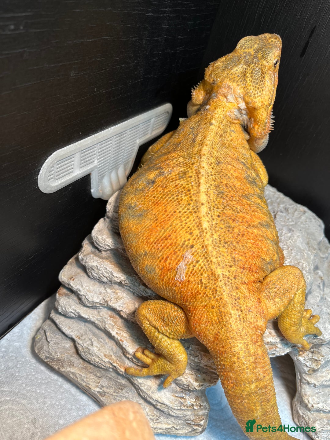 Dragon reptiles for sale: Hypo trans citrus tiger leatherback bearded dragon - Image 5