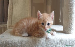 Domestic Shorthair cats for sale: Ginger kittens  - Image 3
