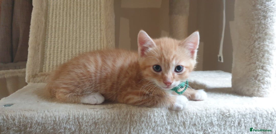 Domestic Shorthair cats for sale: Ginger kittens  - Image 3