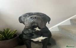 Cane Corso dogs for stud: Black w/ Brindle Cane Corso for stud - Image 6