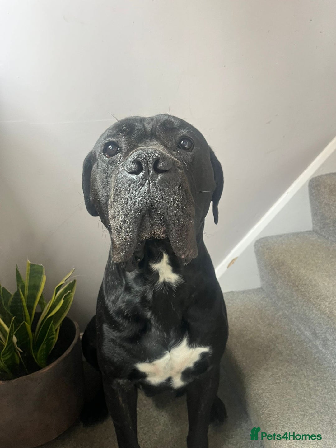 Cane Corso dogs for stud: Black w/ Brindle Cane Corso for stud - Image 6